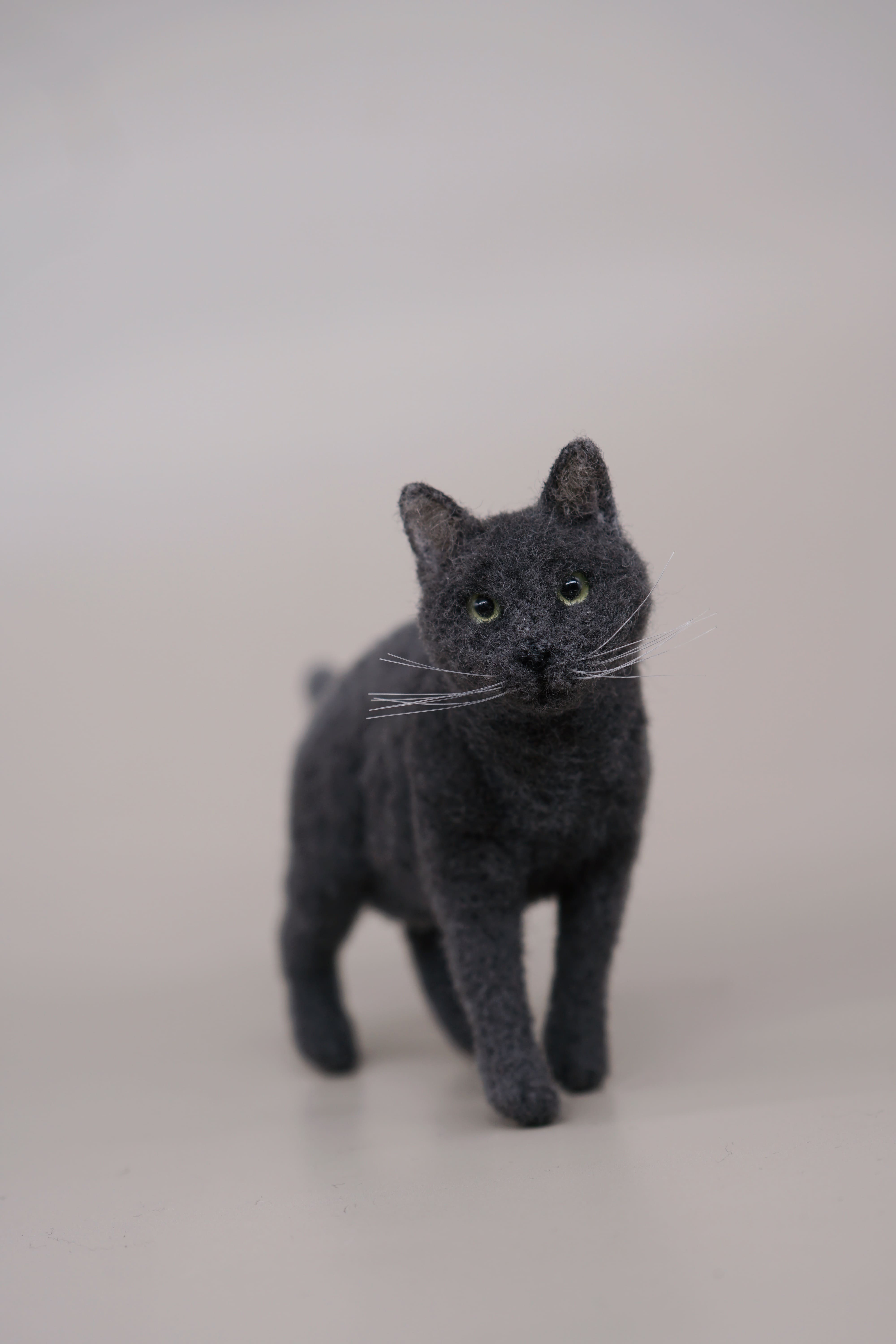 Small size cat